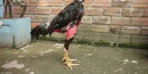 Vảy Gà Chọi Độc - Nhận Diện 5 Loại Vảy Kê Ấn Tượng 13 Vảy Gà Chọi Độc - Nhận Diện 5 Loại Vảy Kê Ấn Tượng